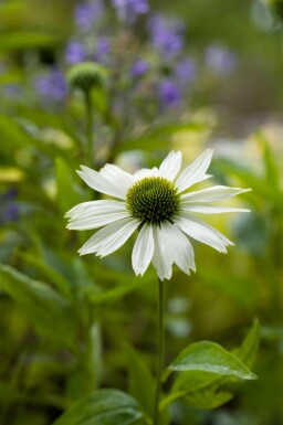 Échinacée pourpre Echinacea purpurea 'Virgin' 5-10 pot P9 Echinacea purpurea 'Virgin'