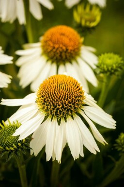 Échinacée pourpre Echinacea purpurea 'White Swan' 5-10 pot P9 Echinacea purpurea 'White Swan'