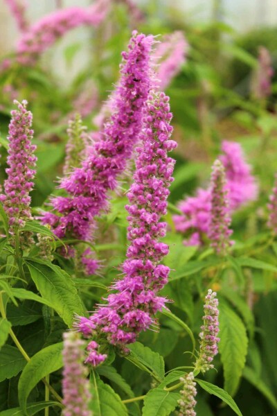 Elsholtzie de staunton Elsholtzia stauntonii 5-10 pot P9 Elsholtzia stauntonii