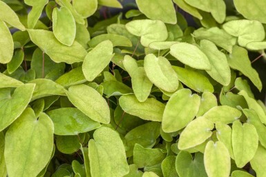Aile de fée Epimedium rubrum 5-10 pot P9 Epimedium rubrum