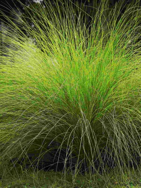 Herbe à éléphant Eragrostis curvula 5-10 pot P9 Eragrostis curvula