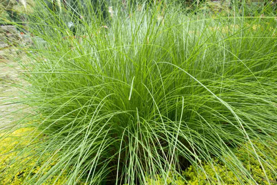 Herbe à éléphant Eragrostis curvula 5-10 pot P9 Eragrostis curvula