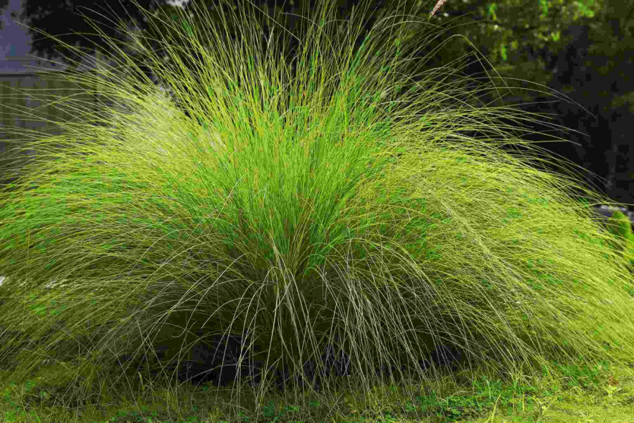 Herbe à éléphant Eragrostis curvula 5-10 pot P9 Eragrostis curvula