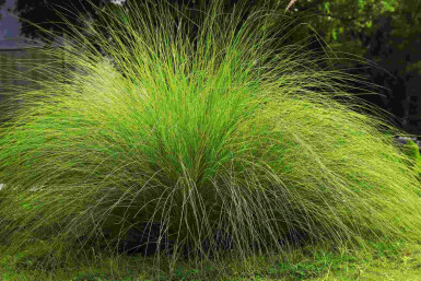 Herbe à éléphant Eragrostis curvula 5-10 pot P9 Eragrostis curvula