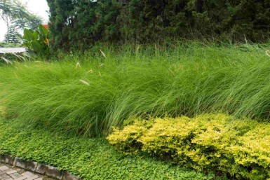 Herbe à éléphant Eragrostis curvula 5-10 pot P9 Eragrostis curvula