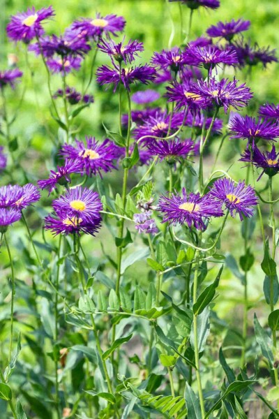 Vergerette Erigeron 'Dunkelste Aller' 5-10 pot P9 Erigeron 'Dunkelste Aller'