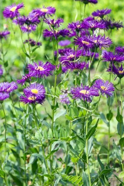 Vergerette Erigeron 'Dunkelste Aller' 5-10 pot P9 Erigeron 'Dunkelste Aller'