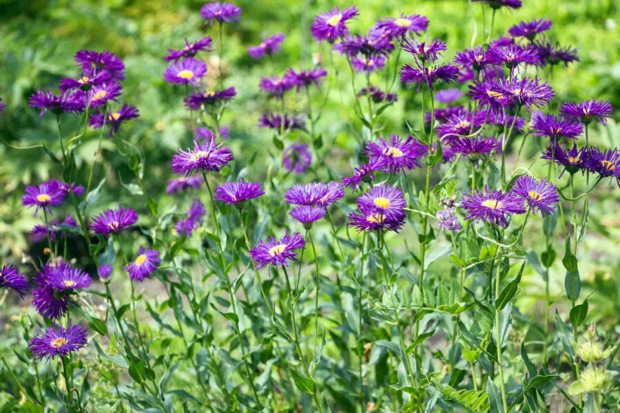 Vergerette Erigeron 'Dunkelste Aller' 5-10 pot P9 Erigeron 'Dunkelste Aller'