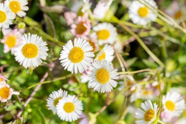 Vergerette de karvinski Erigeron karvinskianus 5-10 pot P9 Erigeron karvinskianus