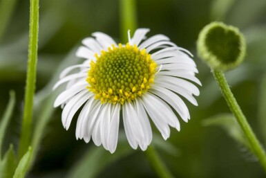 Vergerette de karvinski Erigeron karvinskianus 5-10 pot P9 Erigeron karvinskianus