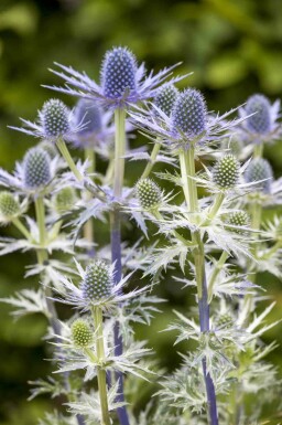 Chardon bleu Eryngium 'Big Blue' 5-10 pot P9 Eryngium 'Big Blue'