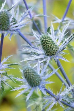 Chardon bleu Eryngium giganteum 5-10 pot P9 Eryngium giganteum