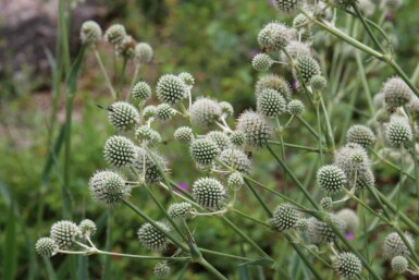 Panicaut à feuilles de yucca Eryngium yuccifolium 5-10 pot P9 Eryngium yuccifolium
