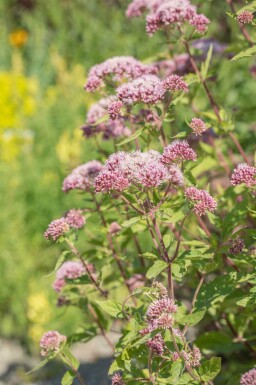 Eupatoire à feuilles de chanvre Eupatorium cannabinum 5-10 pot P9 Eupatorium cannabinum