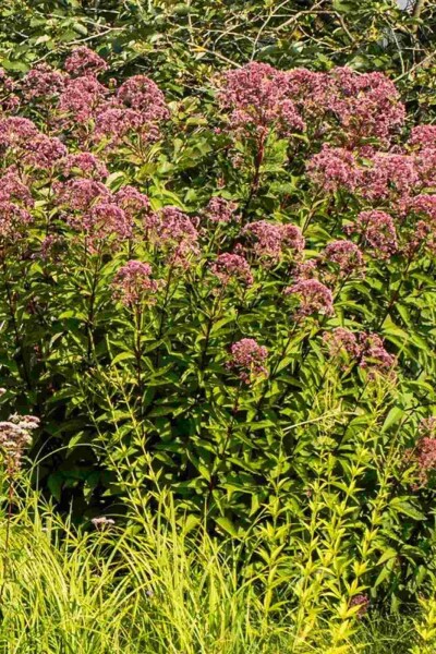 Herbe de la fièvre Eupatorium purpureum 5-10 pot P9 Eupatorium purpureum