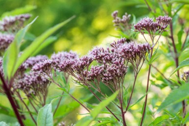 Herbe de la fièvre Eupatorium purpureum 5-10 pot P9 Eupatorium purpureum
