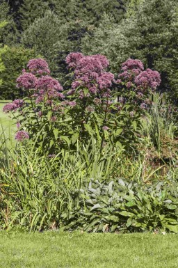 Herbe de la fièvre Eupatorium purpureum 5-10 pot P9 Eupatorium purpureum