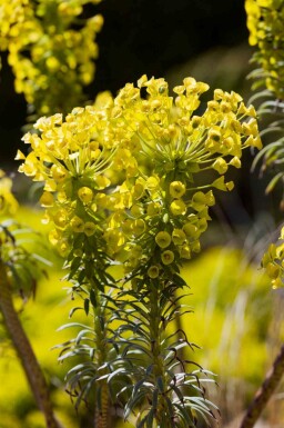 Euphorbe characias Euphorbia characias ssp. 'wulfenii' 5-10 pot P9 Euphorbia characias ssp. 'wulfenii'