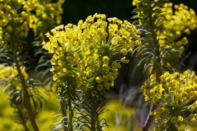 Euphorbe characias Euphorbia characias ssp. 'wulfenii' 5-10 pot P9 Euphorbia characias ssp. 'wulfenii'