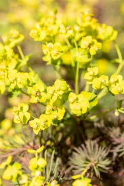 Euphorbe faux cyprès Euphorbia cyparissias 'Fens Ruby' 5-10 pot P9 Euphorbia cyparissias 'Fens Ruby'