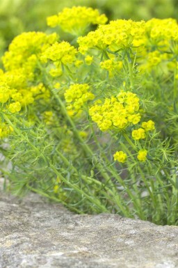 Euphorbe petit cyprès Euphorbia cyparissias 5-10 pot P9 Euphorbia cyparissias