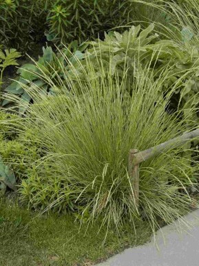 Fétuque des montagnes Festuca mairei 5-10 pot P9 Festuca mairei