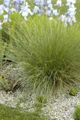 Fétuque des montagnes Festuca mairei 5-10 pot P9 Festuca mairei