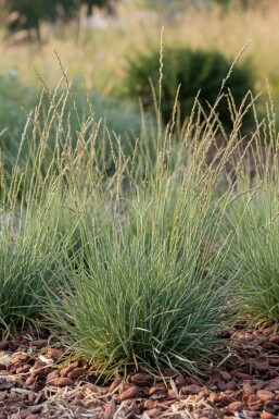 Fétuque Festuca ovina 5-10 pot P9 Festuca ovina