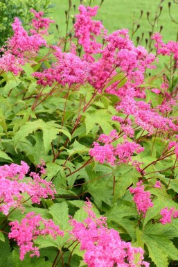 Filipendule pourpre Filipendula purpurea 5-10 pot P9 Filipendula purpurea