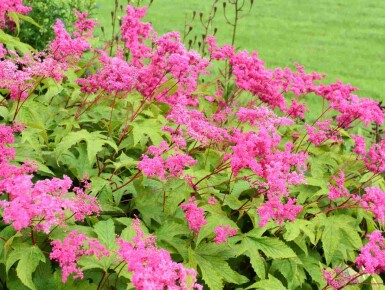 Filipendule pourpre Filipendula purpurea 5-10 pot P9 Filipendula purpurea