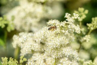 Barbe de chèvre Filipendula ulmaria 5-10 pot P9 Filipendula ulmaria