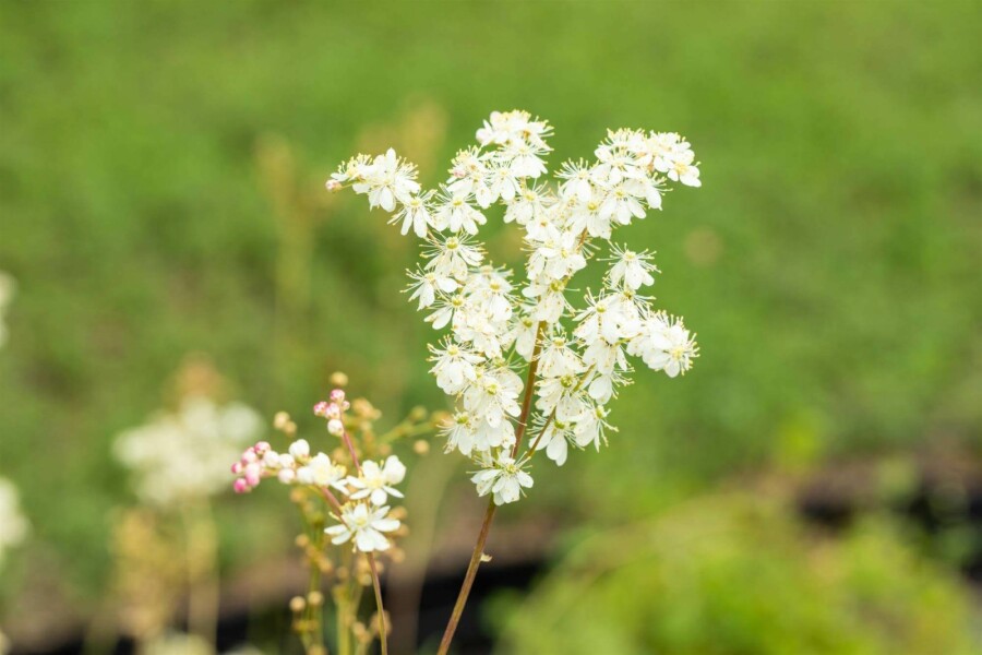 Barbe de chèvre Filipendula ulmaria 5-10 pot P9 Filipendula ulmaria