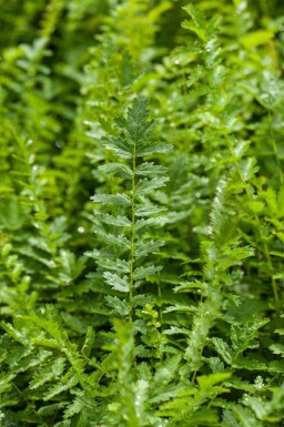 Herbe aux goutteux Filipendula vulgaris 5-10 pot P9 Filipendula vulgaris