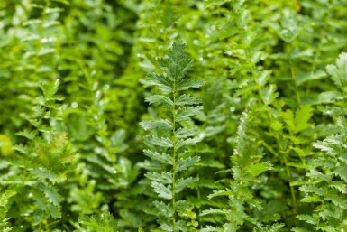 Herbe aux goutteux Filipendula vulgaris 5-10 pot P9 Filipendula vulgaris