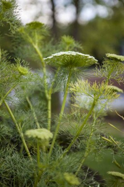 Fenouil Foeniculum vulgare 5-10 pot P9 Foeniculum vulgare