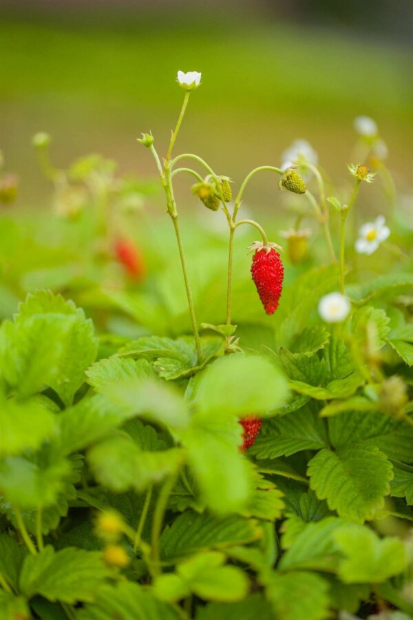 Fraise des bois Fragaria vesca var. Vesca 5-10 pot P9 Fragaria vesca var. Vesca