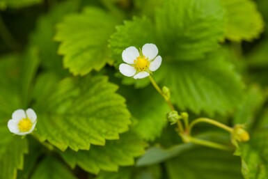 Fraise des bois Fragaria vesca var. Vesca 5-10 pot P9 Fragaria vesca var. Vesca