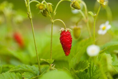 Fraise des bois Fragaria vesca var. Vesca 5-10 pot P9 Fragaria vesca var. Vesca