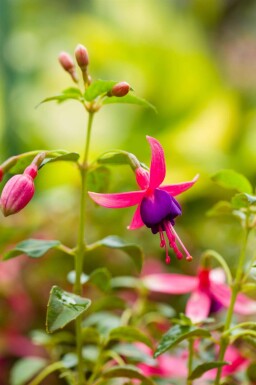 Fuchsia de magellan Fuchsia magellanica 'Tom Thumb' 5-10 pot P9 Fuchsia magellanica 'Tom Thumb'