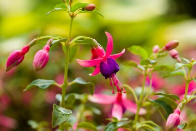 Fuchsia de magellan Fuchsia magellanica 'Tom Thumb' 5-10 pot P9 Fuchsia magellanica 'Tom Thumb'