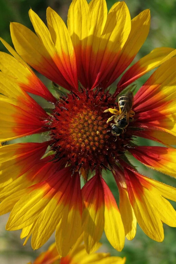 Gaillarde vivace 'Bremen' Gaillardia grandiflora 'Bremen' 5-10 pot P9 Gaillardia grandiflora 'Bremen'