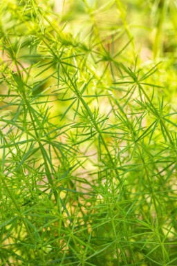 Gaillet jaune Galium verum 5-10 pot P9 Galium verum