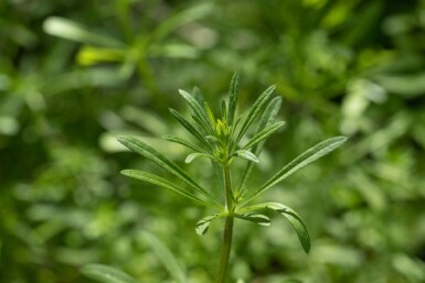 Gaillet jaune Galium verum 5-10 pot P9 Galium verum