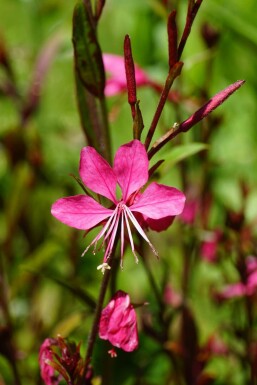 Gaura de lindheimer Gaura lindheimeri 'Gaudi Red' 5-10 pot P9 Gaura lindheimeri 'Gaudi Red'