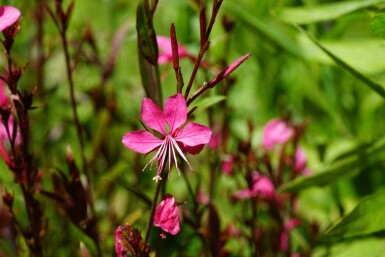 Gaura de lindheimer Gaura lindheimeri 'Gaudi Red' 5-10 pot P9 Gaura lindheimeri 'Gaudi Red'