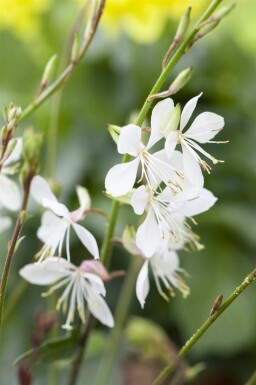 Fleur papillon Gaura lindheimeri 5-10 pot P9 Gaura lindheimeri