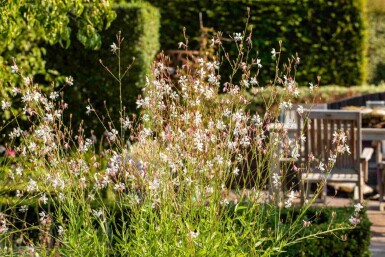 Fleur papillon Gaura lindheimeri 5-10 pot P9 Gaura lindheimeri