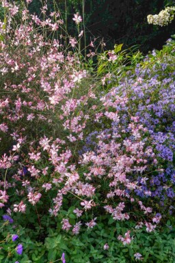 Gaura de Lindheimer Gaura lindheimeri 'Rosy Jane' 5-10 pot P9 Gaura lindheimeri 'Rosy Jane'