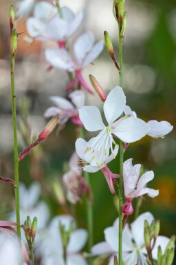 Gaura de Lindheimer Gaura lindheimeri 'Short Form' 5-10 pot P9 Gaura lindheimeri 'Short Form'