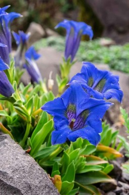 Gentiane acaule Gentiana acaulis 5-10 pot P9 Gentiana acaulis